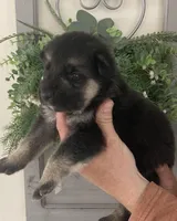 Sargent, a male German Shepherd Dog for sale in Marshall, AR – Photo 2 of 5