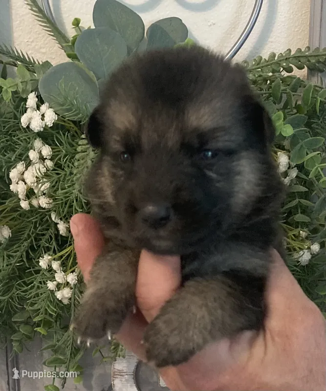 Hilda – German Shepherd Dog puppy for sale in Marshall, AR