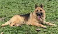 Greta, a female German Shepherd Dog for sale in Marshall, AR – 5 of 5