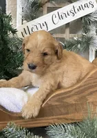 Bentley, a male Sheepadoodle for sale in Marshall, AR – Photo 4 of 8