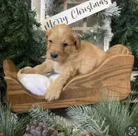 Bentley, a male Sheepadoodle for sale in Marshall, AR – Photo 6 of 8