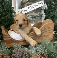 Bentley, a male Sheepadoodle for sale in Marshall, AR – Photo 7 of 8