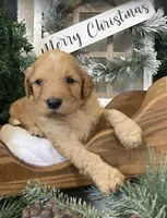 Bentley, a male Sheepadoodle for sale in Marshall, AR – Photo 5 of 8