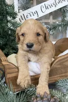Bentley, a male Sheepadoodle for sale in Marshall, AR – Photo 3 of 8