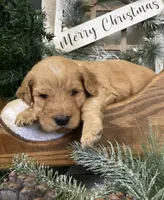 Bentley, a male Sheepadoodle for sale in Marshall, AR – Photo 2 of 8
