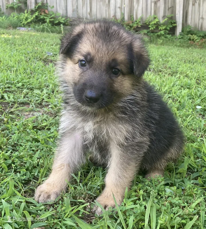 Kaiser – German Shepherd Dog puppy for sale in Marshall, AR