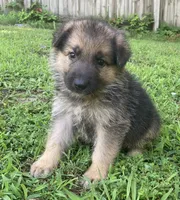 Kaiser, a male German Shepherd Dog for sale in Marshall, AR – 1 of 6