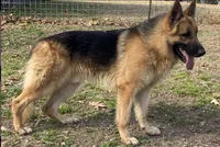 Westin, a male German Shepherd Dog for sale in Marshall, AR – 9 of 10