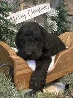 Tucker, a male Sheepadoodle for sale in Marshall, AR – Photo 4 of 6
