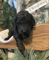 Tucker, a male Sheepadoodle for sale in Marshall, AR – Photo 3 of 6