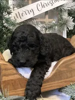 Tucker, a male Sheepadoodle for sale in Marshall, AR – Photo 2 of 6