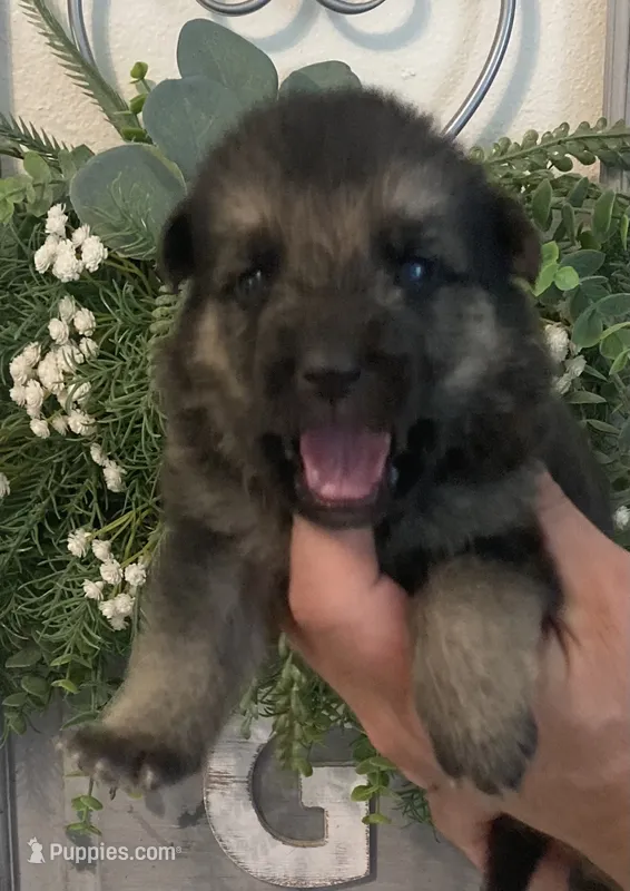 Nova – German Shepherd Dog puppy for sale in Marshall, AR