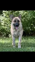 Daisy, a female German Shepherd Dog for sale in Marshall, AR – 5 of 5