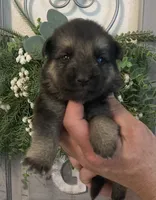 Nova, a female German Shepherd Dog for sale in Marshall, AR – 2 of 6