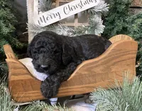 Clara, a female Sheepadoodle for sale in Marshall, AR – Photo 5 of 9