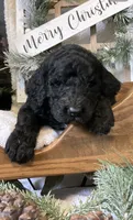 Clara, a female Sheepadoodle for sale in Marshall, AR – Photo 1 of 9