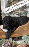 Clara, a female Sheepadoodle for sale in Marshall, AR – Photo 7 of 9