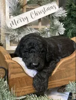 Clara, a female Sheepadoodle for sale in Marshall, AR – Photo 3 of 9