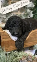 Clara, a female Sheepadoodle for sale in Marshall, AR – Photo 8 of 9