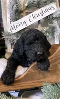 Clara, a female Sheepadoodle for sale in Marshall, AR – Photo 2 of 9