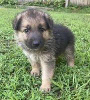 Kaiser, a male German Shepherd Dog for sale in Marshall, AR – 2 of 6
