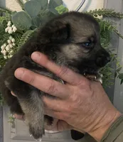Greta, a female German Shepherd Dog for sale in Marshall, AR – 3 of 5