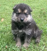 Westin, a male German Shepherd Dog for sale in Marshall, AR – 3 of 10