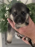 Aspen, a female German Shepherd Dog for sale in Marshall, AR – Photo 2 of 4