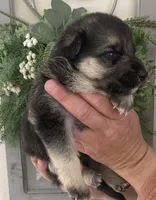 Aspen, a female German Shepherd Dog for sale in Marshall, AR – Photo 3 of 4