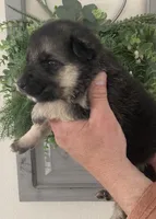 Aspen, a female German Shepherd Dog for sale in Marshall, AR – Photo 4 of 4