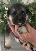 Aspen, a female German Shepherd Dog for sale in Marshall, AR – Photo 1 of 4