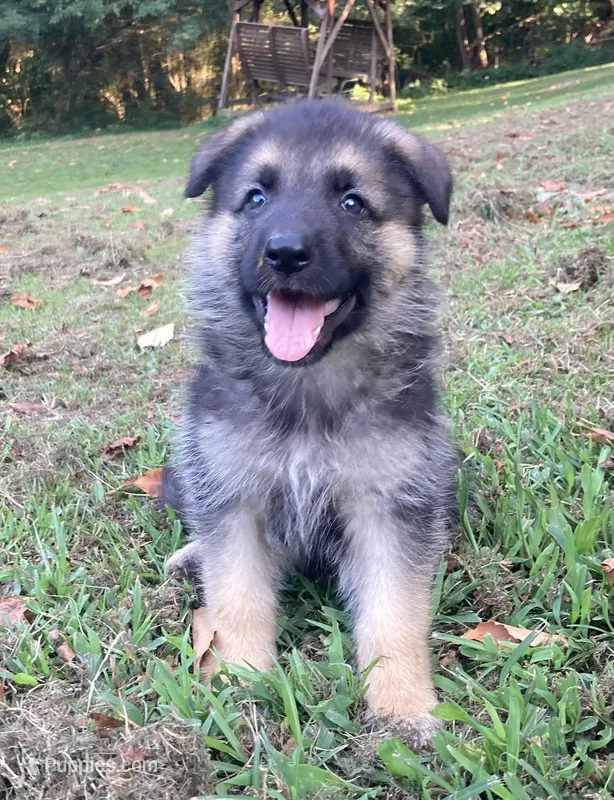 Benson – German Shepherd Dog puppy for sale in Marshall, AR