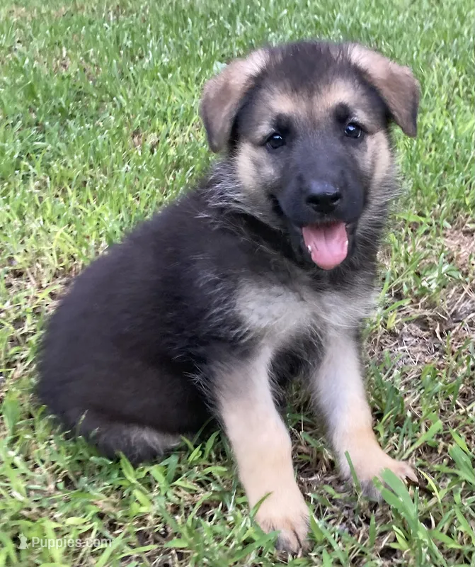Daisy – German Shepherd Dog puppy for sale in Marshall, AR