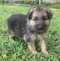 Kaiser, a male German Shepherd Dog for sale in Marshall, AR – 5 of 6