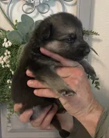 Nova, a female German Shepherd Dog for sale in Marshall, AR – 3 of 6