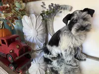 Black Parti Roan Male +blue eyes #2, a male Miniature Schnauzer for sale in Lanett, AL – 7 of 9
