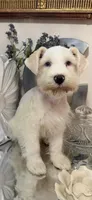 Wheaten/ White Male Blue Eyes “SPOT”, a male Miniature Schnauzer for sale in Lanett, AL – 7 of 7