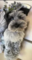 Black Parti Roan Male +blue eyes #2, a male Miniature Schnauzer for sale in Lanett, AL – 4 of 9