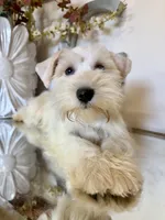 White with Blue eyes! 💙💙, a female Miniature Schnauzer for sale in Lanett, AL – 2 of 2