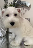 Stunning White Male w/Blue Eyes “Mickey Blue Eyes”, a male Miniature Schnauzer for sale in Lanett, AL – 3 of 8