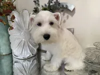 Stunning White Male w/Blue Eyes “Mickey Blue Eyes”, a male Miniature Schnauzer for sale in Lanett, AL – 5 of 8