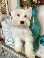 Blue Eyed White Chocolate Male, a male Miniature Schnauzer for sale in Lanett, AL – Photo 3 of 3