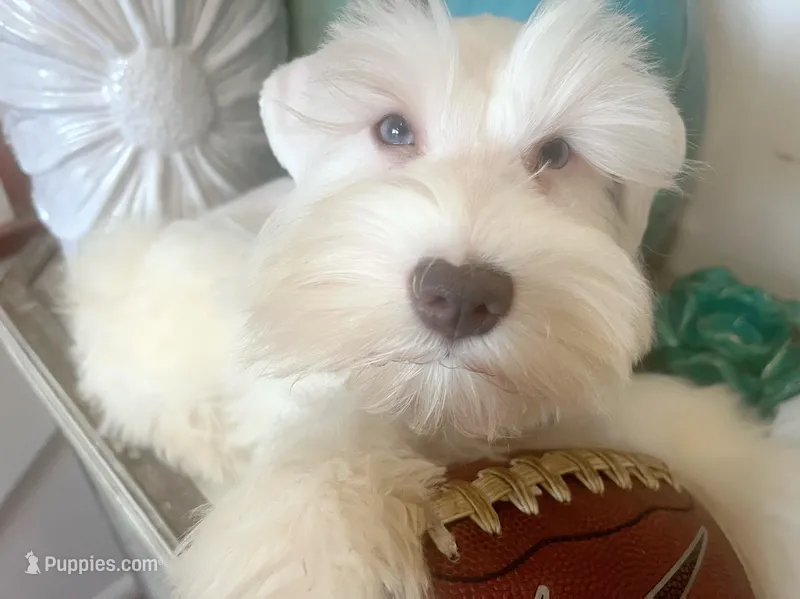 Blue Eyed White Chocolate Male