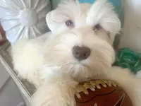 Blue Eyed White Chocolate Male, a male Miniature Schnauzer for sale in Lanett, AL – Photo 1 of 3