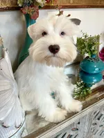 Blue Eyed White Chocolate Male, a male Miniature Schnauzer for sale in Lanett, AL – Photo 2 of 3