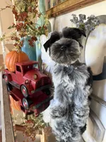 Black Parti Roan Male +Blue eyes #1, a male Miniature Schnauzer for sale in Lanett, AL – 6 of 7