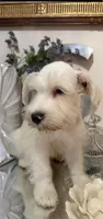 Wheaten/ White Male Blue Eyes “SPOT”, a male Miniature Schnauzer for sale in Lanett, AL – 2 of 7