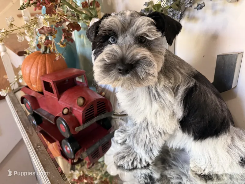Black Parti Roan Male +blue eyes #2 – Miniature Schnauzer puppy for sale in Lanett, AL