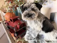 Black Parti Roan Male +blue eyes #2, a male Miniature Schnauzer for sale in Lanett, AL – 1 of 9