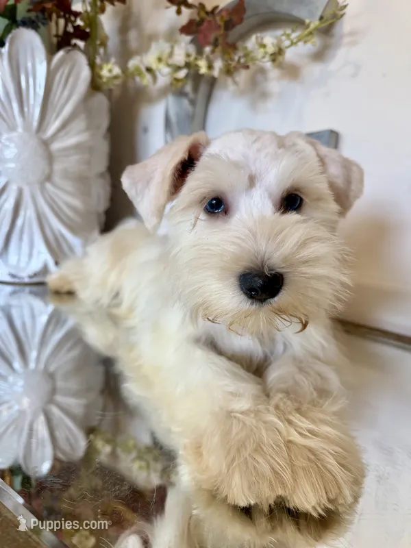 White with Blue eyes! 💙💙 – Miniature Schnauzer puppy for sale in Lanett, AL